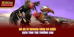 Đá Gà 67 XOSO66– Sảnh Cá Cược Kịch Tính Trả Thưởng Cao