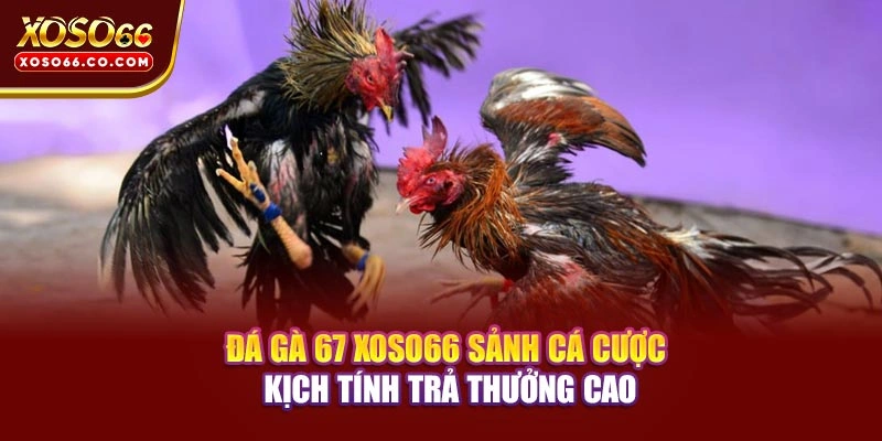 Đá Gà 67 XOSO66– Sảnh Cá Cược Kịch Tính Trả Thưởng Cao