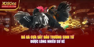 Đá Gà Cựa Sắt - Đấu Trường Sinh Tử Được Lòng Nhiều Sư Kê 