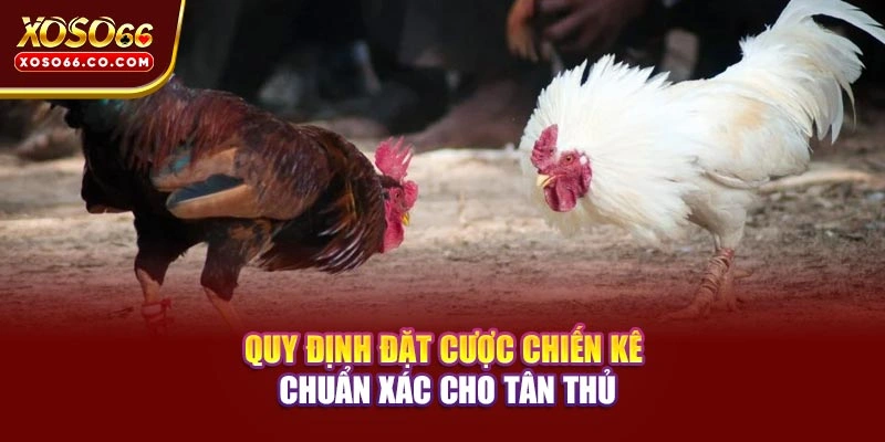 Quy định đặt cược chiến kê chuẩn xác cho tân thủ