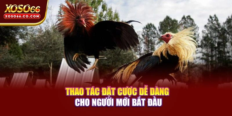 Thao tác đặt cược dễ dàng cho người mới bắt đầu