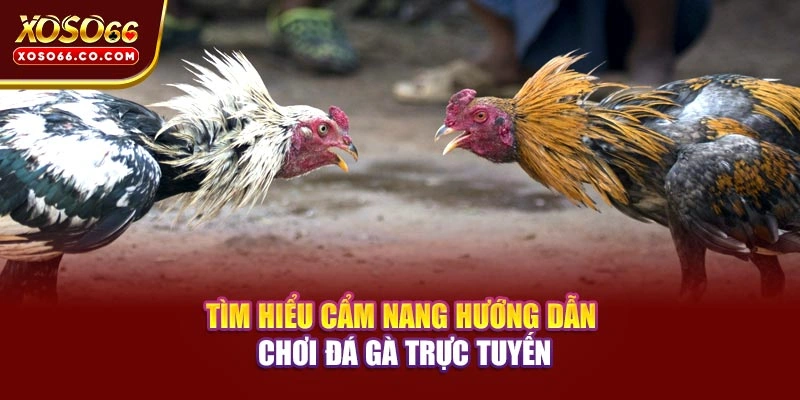 Tìm hiểu cẩm nang hướng dẫn chơi đá gà trực tuyến